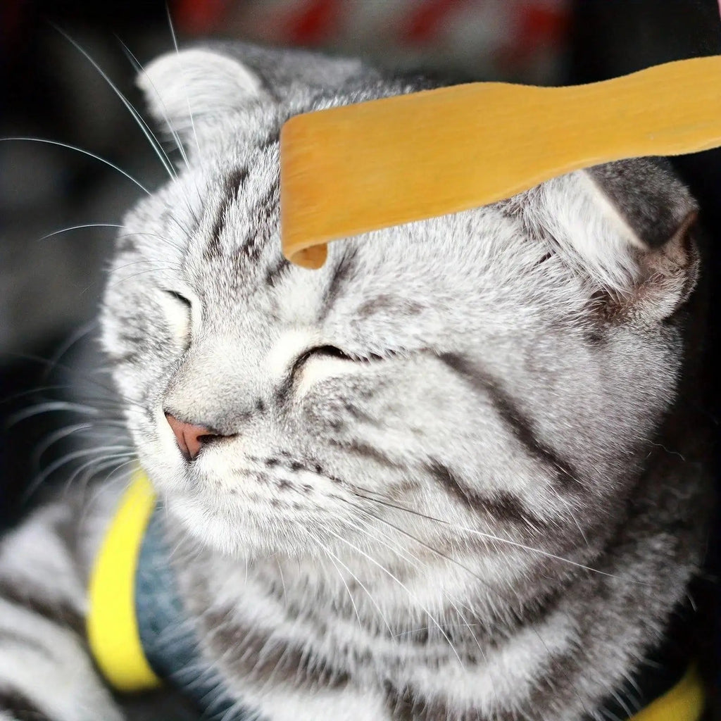 cat being scratched on the head with back scratcher